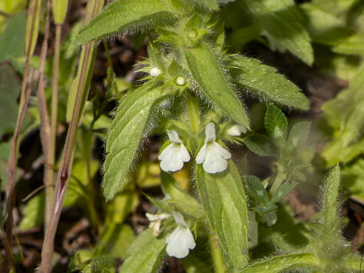 Blüten